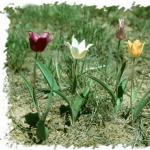 Варианты посадки тюльпанов на клумбе Какие цветы можно садить с тюльпанами